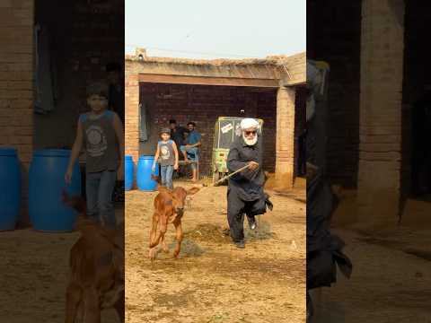 Baby cow in masti mood😍❤️#babyanimal #animals #cowbaby #cow #bull #shorts #petlover #pets #trend