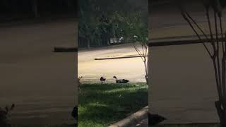 Random video