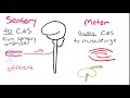 Nervous System Signal Pathways