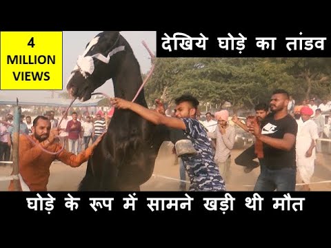 बेकाबू घोड़ा पुष्कर मेला में हुआ , कैसे किया काबू  How to Control Out Of Control Horse Training Video