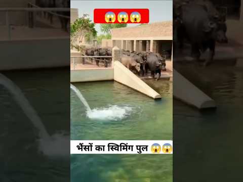 भैंसों #का# स्विमिंग #पुल #new#bufflo#dairy#farm #trendingshorts #shortsviral