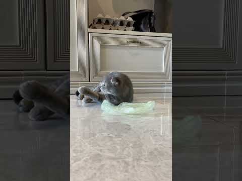 Как кошка видит человека?