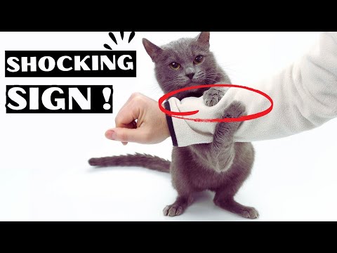 7 Surprising Signs Your Cat Sees You as Their Parent!