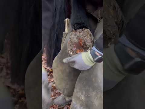 Part 1 #farrier #asmr #satisfying #oddlysatisfying #horse #horseshoe #samdracottfarrier
