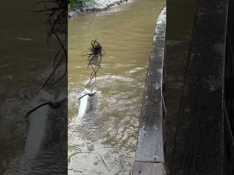 Berebut dgn buaya saat air sungai naik…😱😱😱 #msltv #mancing #fishing #buayabesar