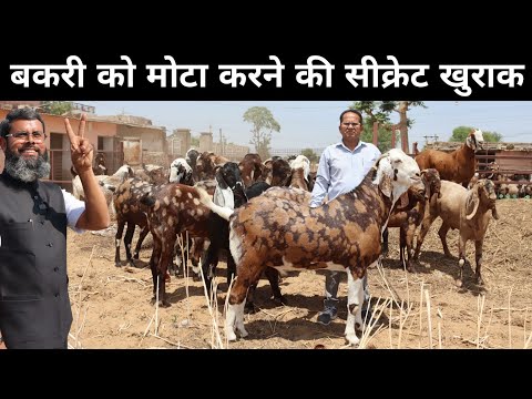 बकरी का वजन बढ़ाने के लिए क्या खिलाएं | Bakri Ko Mota Kaise Kare | Goat Feed Management