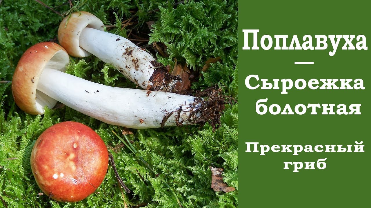 Поплавуха - Сыроежка болотная. Прекрасный гриб!