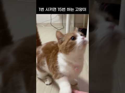 츄르나 빨리 내놓으라고😾