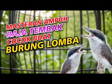 MASTERAN BEST PETULAK JINGJING VS CUCAK JENGGOT || CUCAK JENGGOT VS PETULAK JINGJING MESIN JAHIT