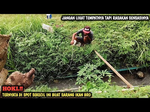 LAGI ASIK MANCING NILEM DI SELOKAN KECIL || TIBA TIBA DI SAMBAR IKAN BERACUN AUTO KAGET