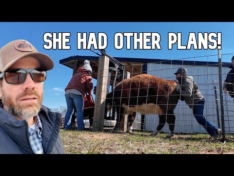 The Cow's Vet Visit Did NOT Go As Planned!