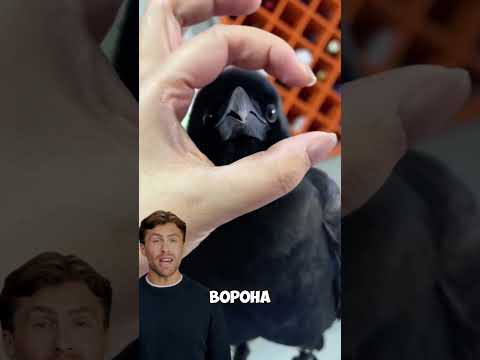 Птица благодарности: история одной вороны