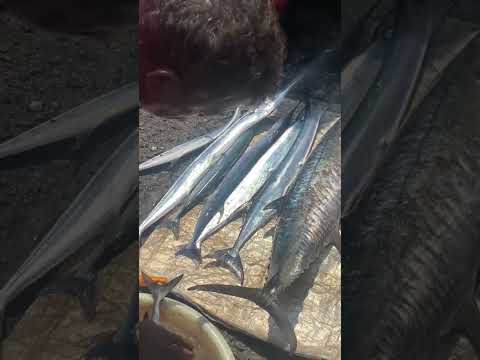 😳மொத்த மீனும்🐠இவ்ளோ விலை தானா⁉️😳🤯#kasimedu #fish #short