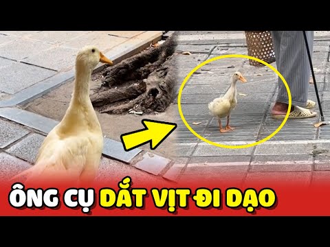 Ông Cụ dắt Vịt đi dạo khắp Hà Nội khiến mọi người trầm trồ 😮