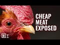 Ethics of Animal Treatment and Alternatives