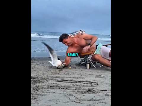 Seagull Fights Back