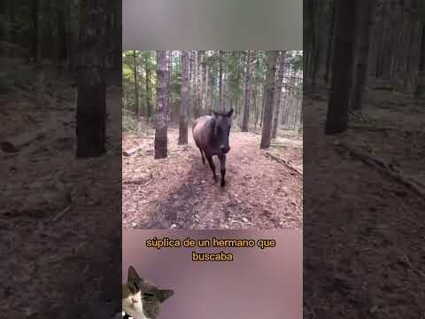 Un CABALLO atrapado… Y un HÉROE inesperado 💪🐎