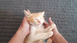 Mau tidur siang malah di ajak main