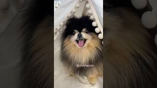 Dogs revenge on owner for bath plan 🛁 #dog #shorts