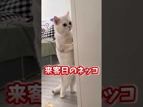 ㊗️40万再生！！ネッコ見てニヤついたらアウトww