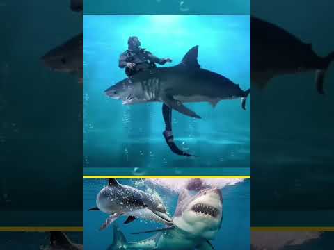 யார் அந்த கடல் ராஜா 🤔 dolphins vs shark #tamilshorts