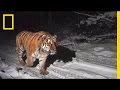 Квиз о тиграх и их среде обитания