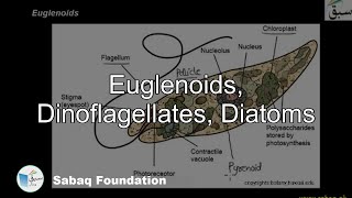 Euglenoids, Dinoflagellates and Diatoms