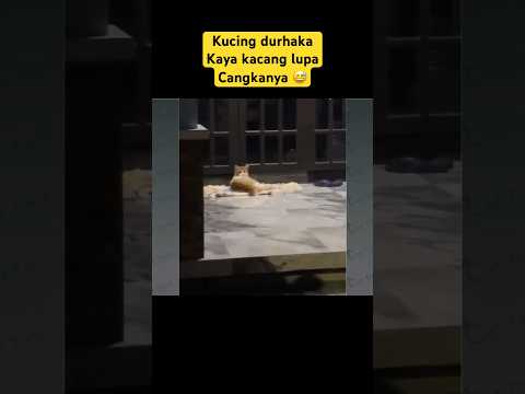 Kocak! Kucing Durhaka 😭 #kucinglucu #cat #funny #holdyourlaughter #kitten