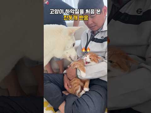 육아 했던 아기 고양이의 하악질을 처음 본 진돗개 반응