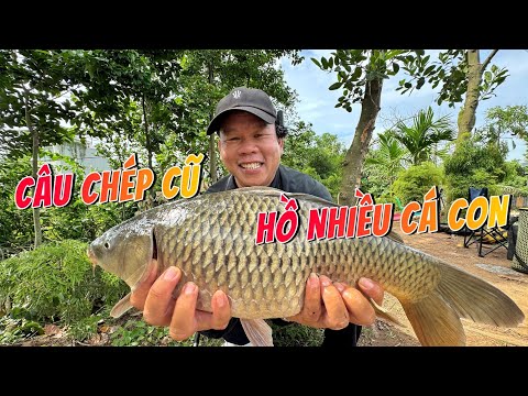 Câu chép cũ hồ nhiều cá con #chungnguyenfishing