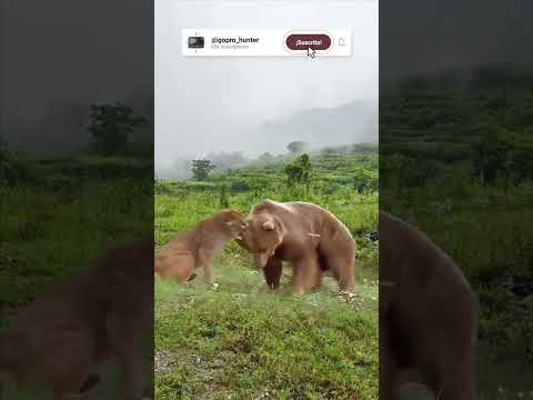 PUMA VS OSO