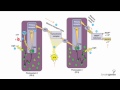 Photosynthesis Concepts and Processes