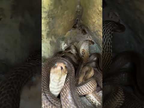 Dangerous Cobra Spotted Nearby #naturelovers #snake #animals #snakevideo #cobra