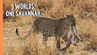 One Savannah, Five Hidden Worlds | Full Documentary