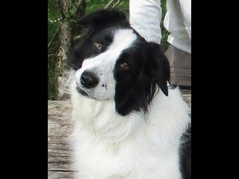 The Loss of our beloved pet, Lucky - jennings644 - Teacher of All Crafts