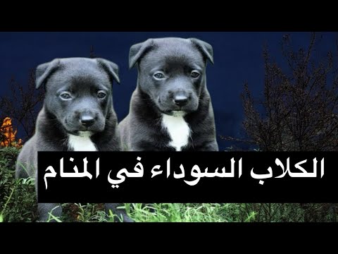 الكلاب السوداء في المنام لماذا أرسلهم الملك الموكل لك بالمنام