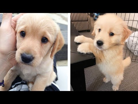 😍 These Golden Puppies Will Brighten Your Day 🐶 | Cute Puppies