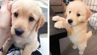 😍 These Golden Puppies Will Brighten Your Day 🐶 | Cute Puppies