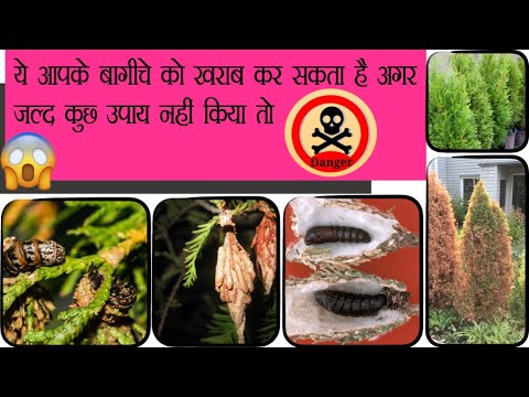 ये मार डालेगा हमारे पौधे को अगर अभी कुछ उपाय नही किया तो Save the plant from dying