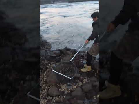 飛んでくる魚を網で捕まえてしまった…