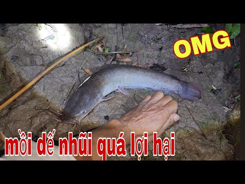 Độc Cô Cầu Bại Cắm Câu Bằng Mồi Dế Nhũi Dính Cá Khổng Lồ # SĂN BẮT ĐỒNG THÁP #