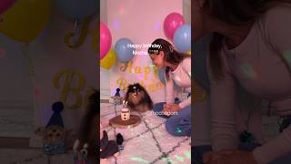 Mocha’s surprise birthday party 🥰 #dog #pomeranian