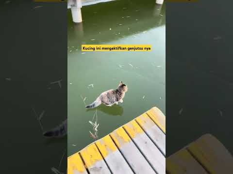 Kucing berjalan di atas air