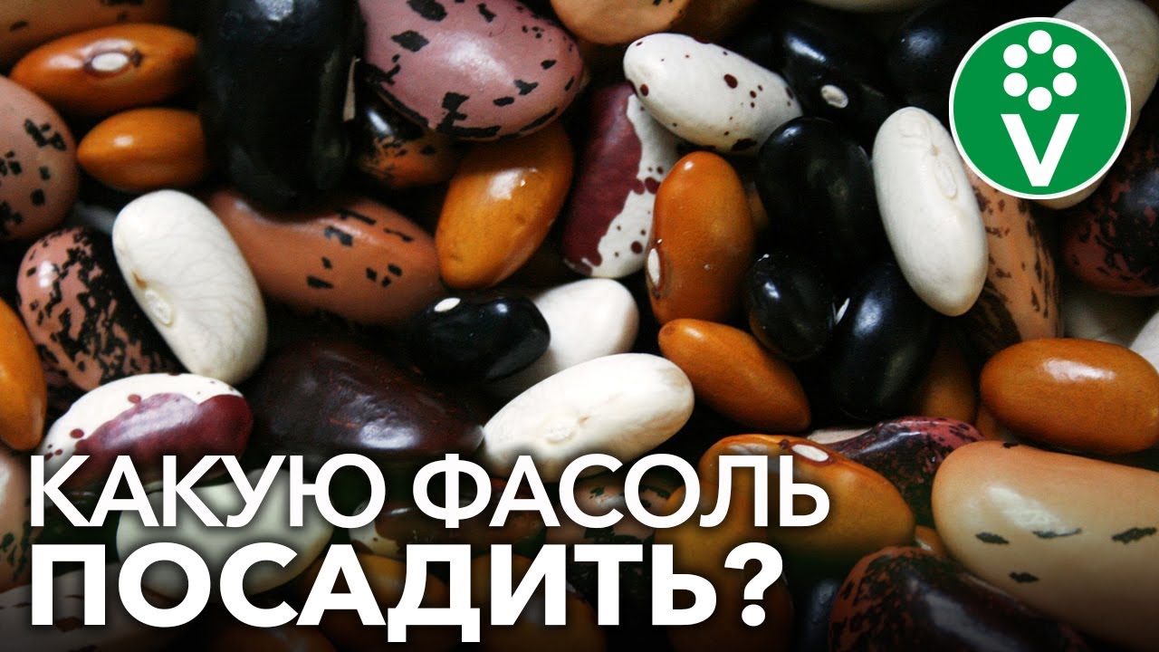 Посадите эту фасоль для богатого урожая и защиты от тли
