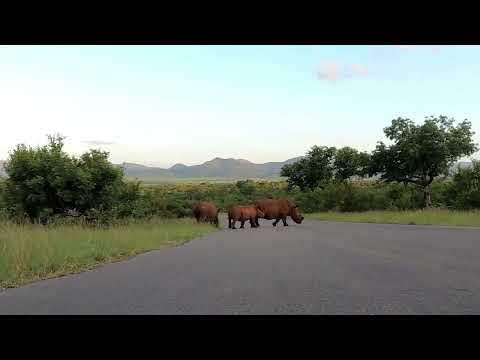 a Little Rhino Family Drama at Kruger National Park