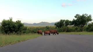 a Little Rhino Family Drama at Kruger National Park