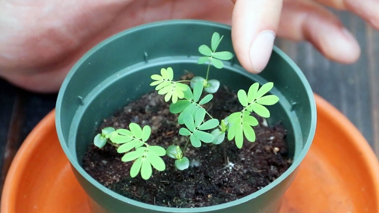 Mimosa Pudica (Shy Plant) Moves When You Touch It! Full Grow Guide