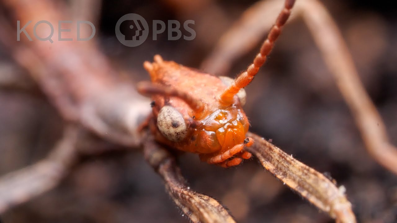Australian Walking Stick Insects Are Three Times Weirder Than You Think