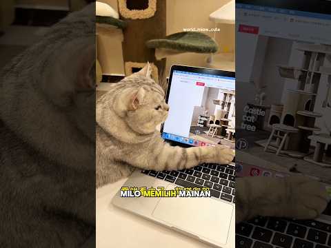 kejutan untuk similo🎉 #kucing