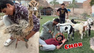Mamu Chori Ki Bakria Zoo Ly Aiy 😡